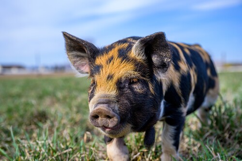 PIGLET START: for an ideal start of young pigs